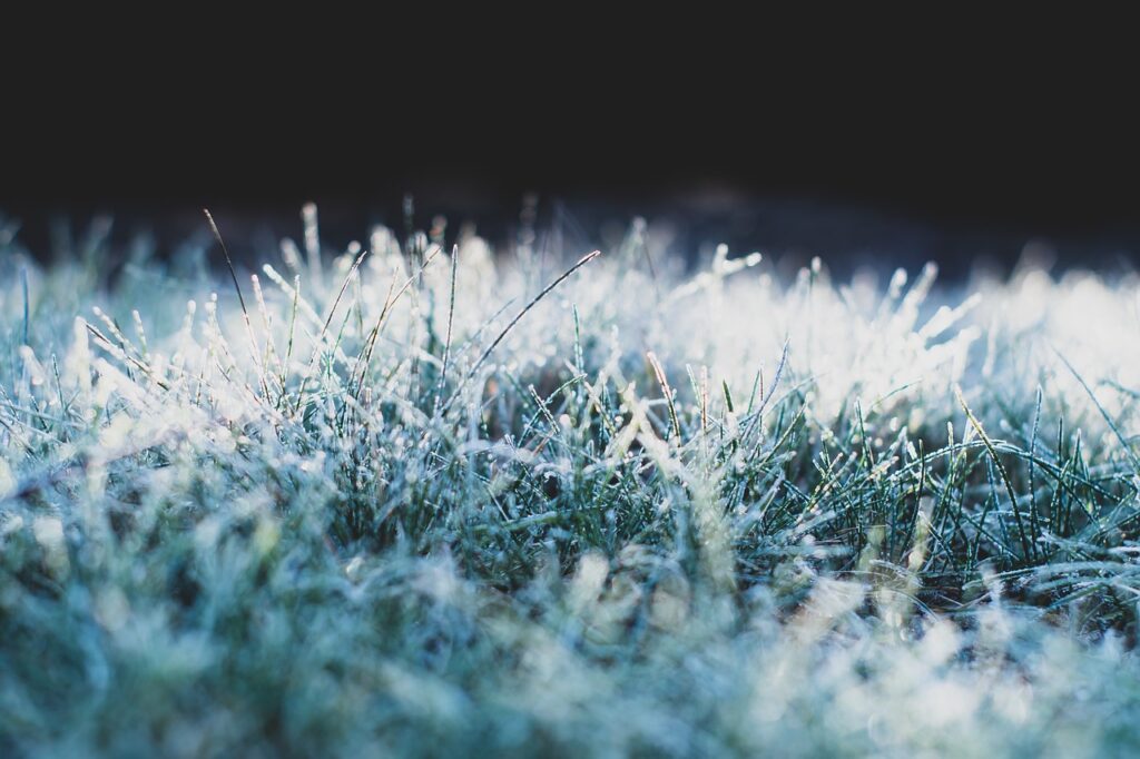 frost, winter, freeze-4740180.jpg