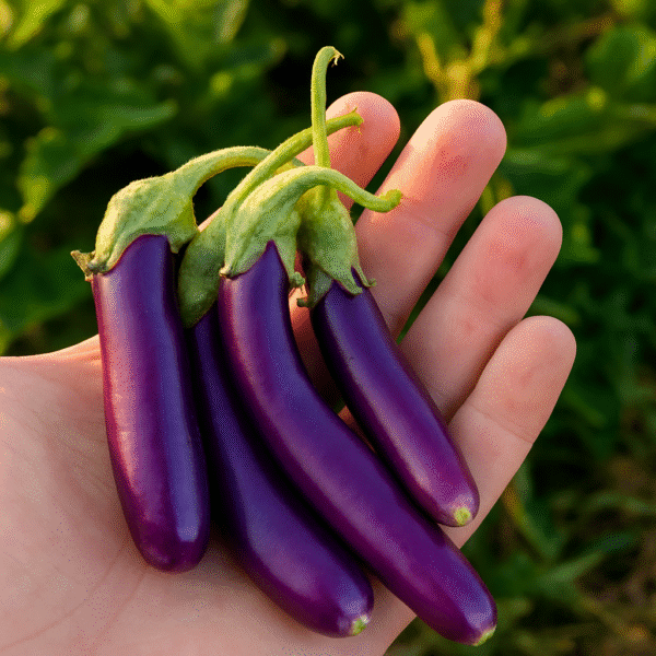 Venta_verduras_online