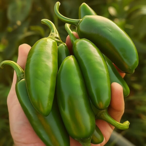 chile picante