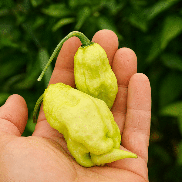 venta chile picante