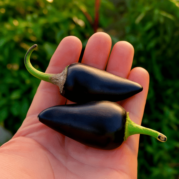 chile picante venta