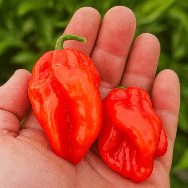 venta chiles